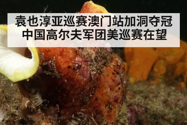 袁也淳亚巡赛澳门站加洞夺冠 中国高尔夫军团美巡赛在望